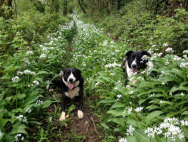 Our woods, St Germans