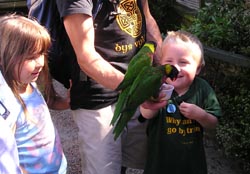 Feeding the finches in the free flying aviary at Paradise Park