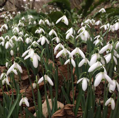 snowdrops