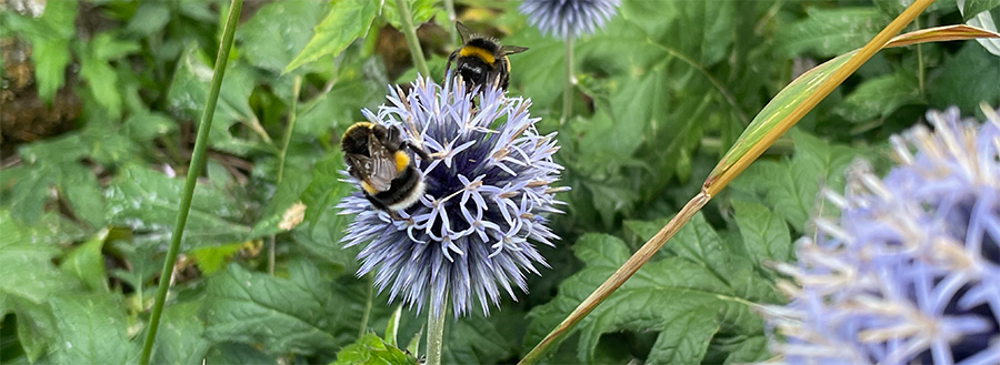 Bees on echinops