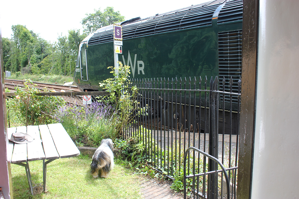 Dogs on holiday love trainspotting from The Travelling Post Office garden